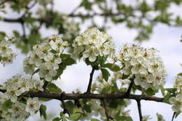 Pyrus elaeagrifolia Pall. resmi