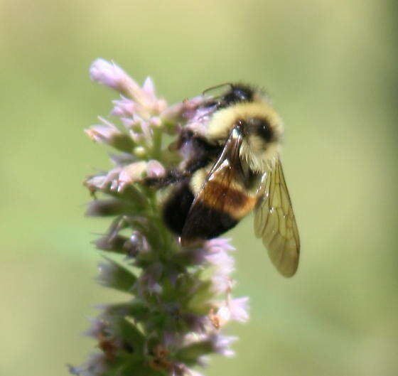 Image of Rusty patched bumble bee