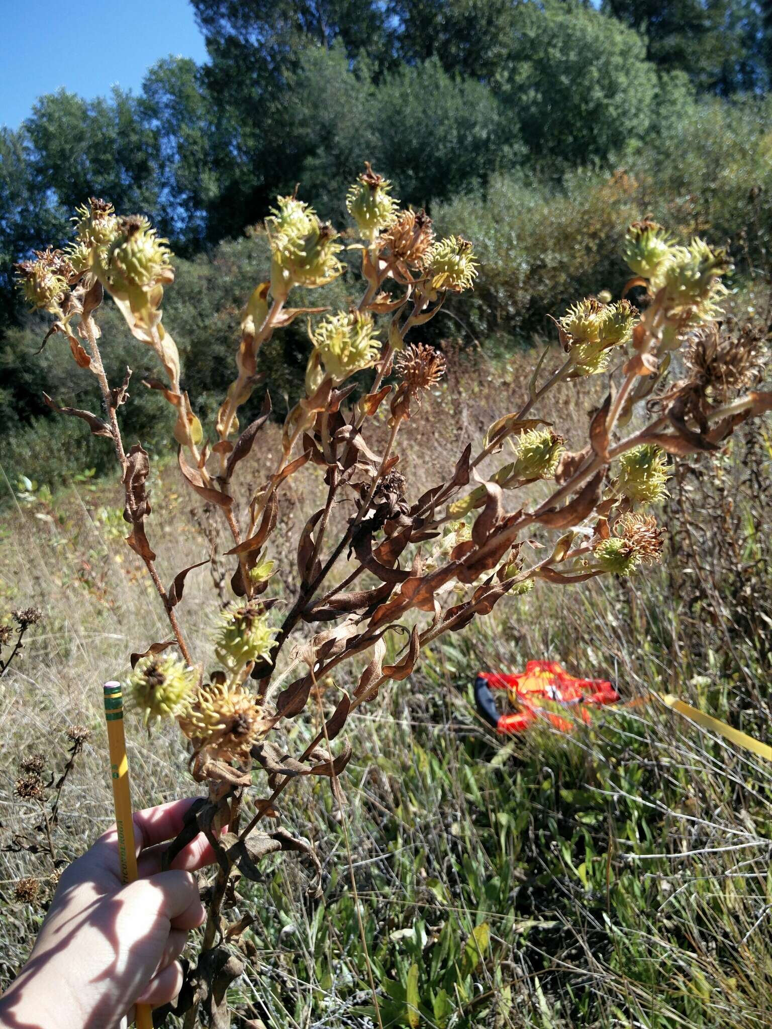 Image of Entire-leaved Gumweed