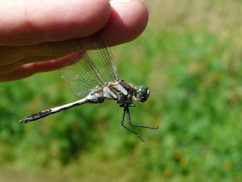 Sivun Orthetrum albistylum (Selys 1848) kuva