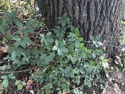 Image of chocolate vine