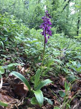 Image of Orchis × loreziana subsp. kisslingii