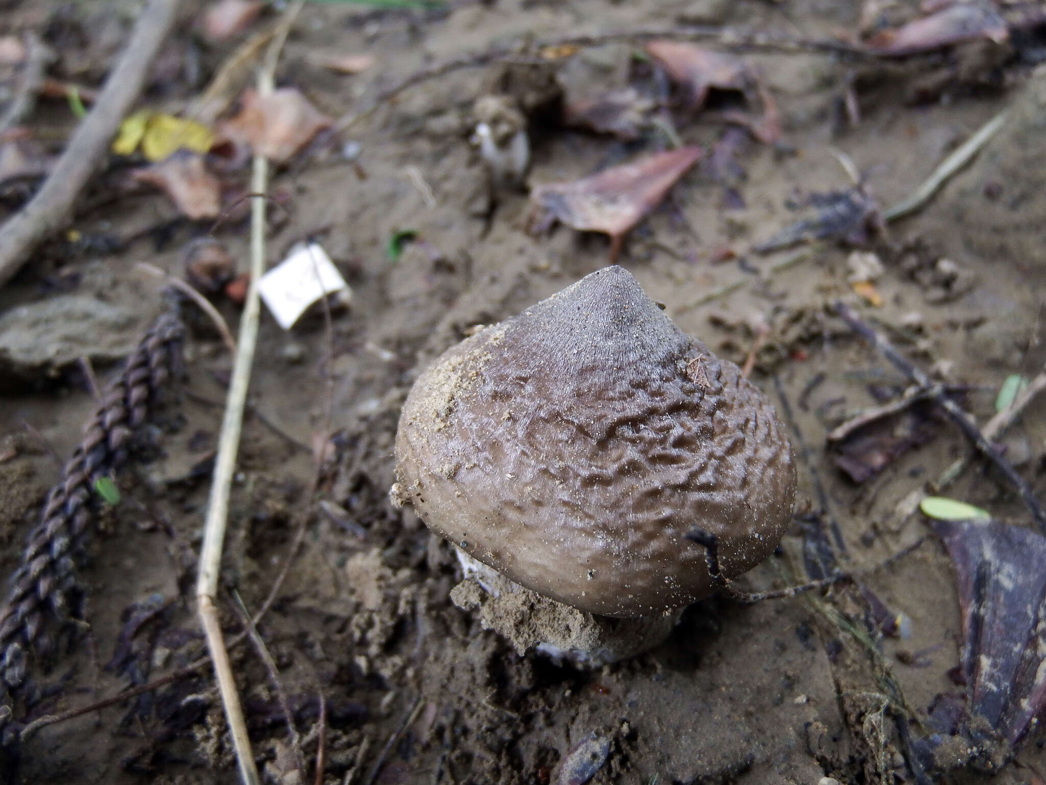 Image of Termitomyces robustus (Beeli) R. Heim 1951