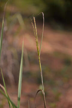 Слика од Pseudopogonatherum quadrinerve (Hack.) Ohwi