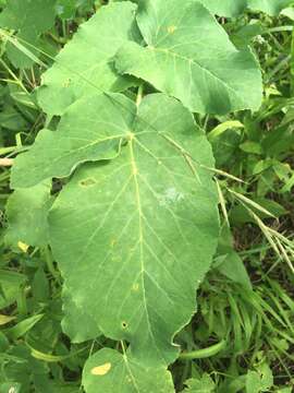 Image of Broad-leaved Sermountain