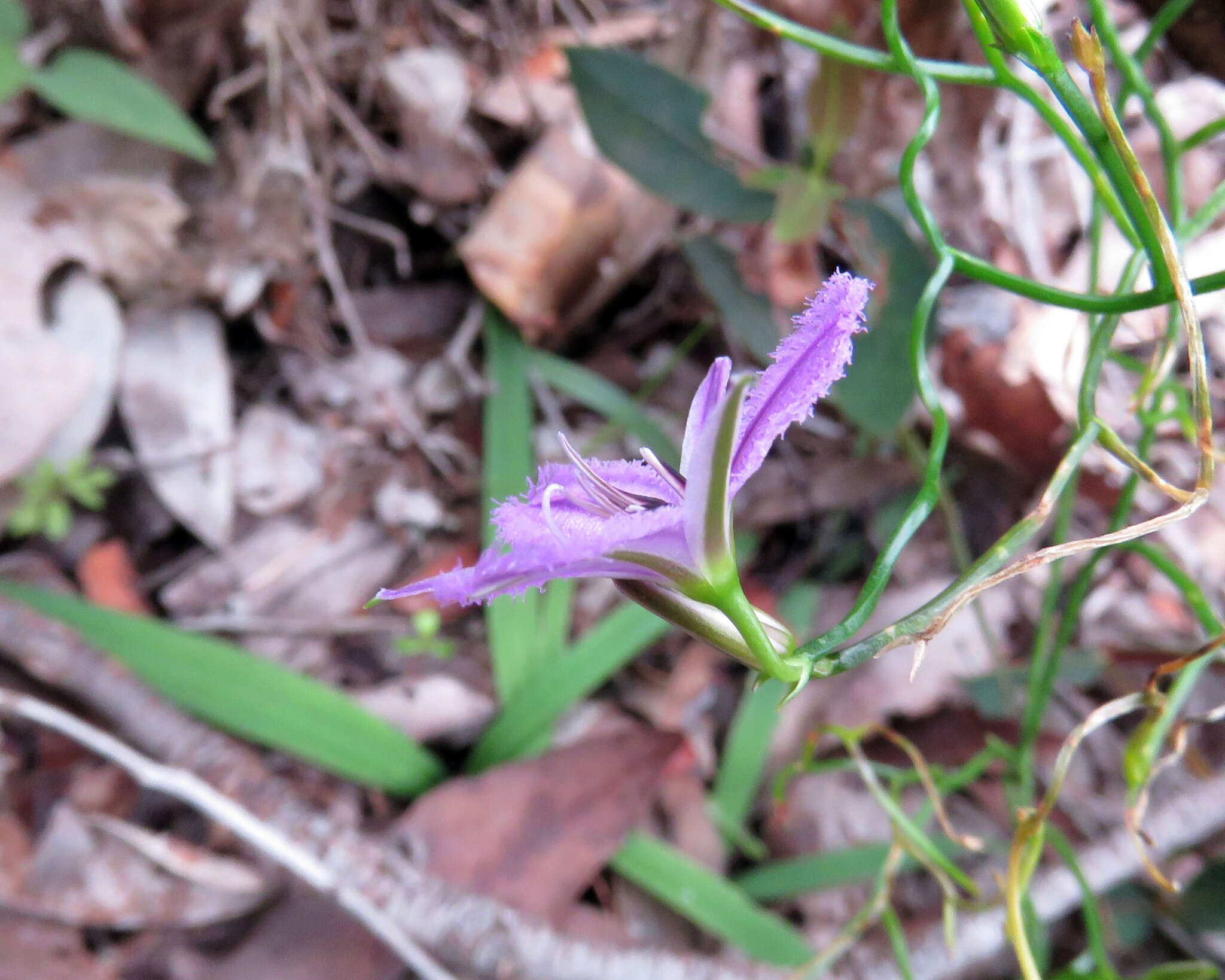 Image of Thysanotus manglesianus Kunth