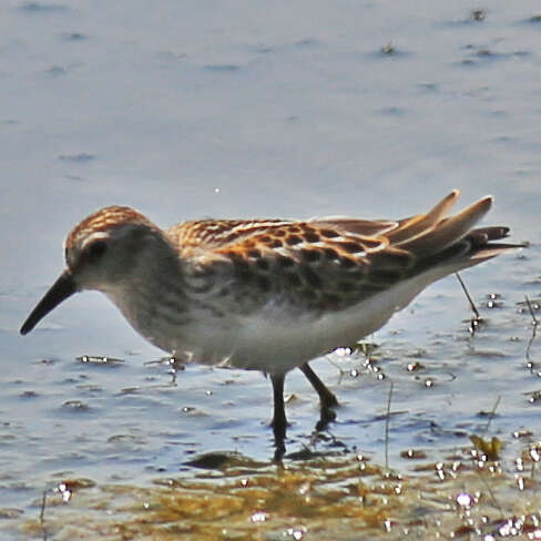 Image of Least Sandpiper