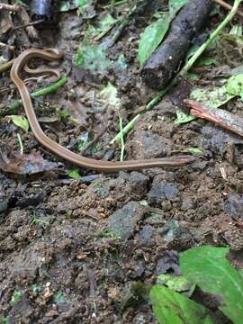 Plancia ëd Coniophanes dromiciformis (Peters 1863)