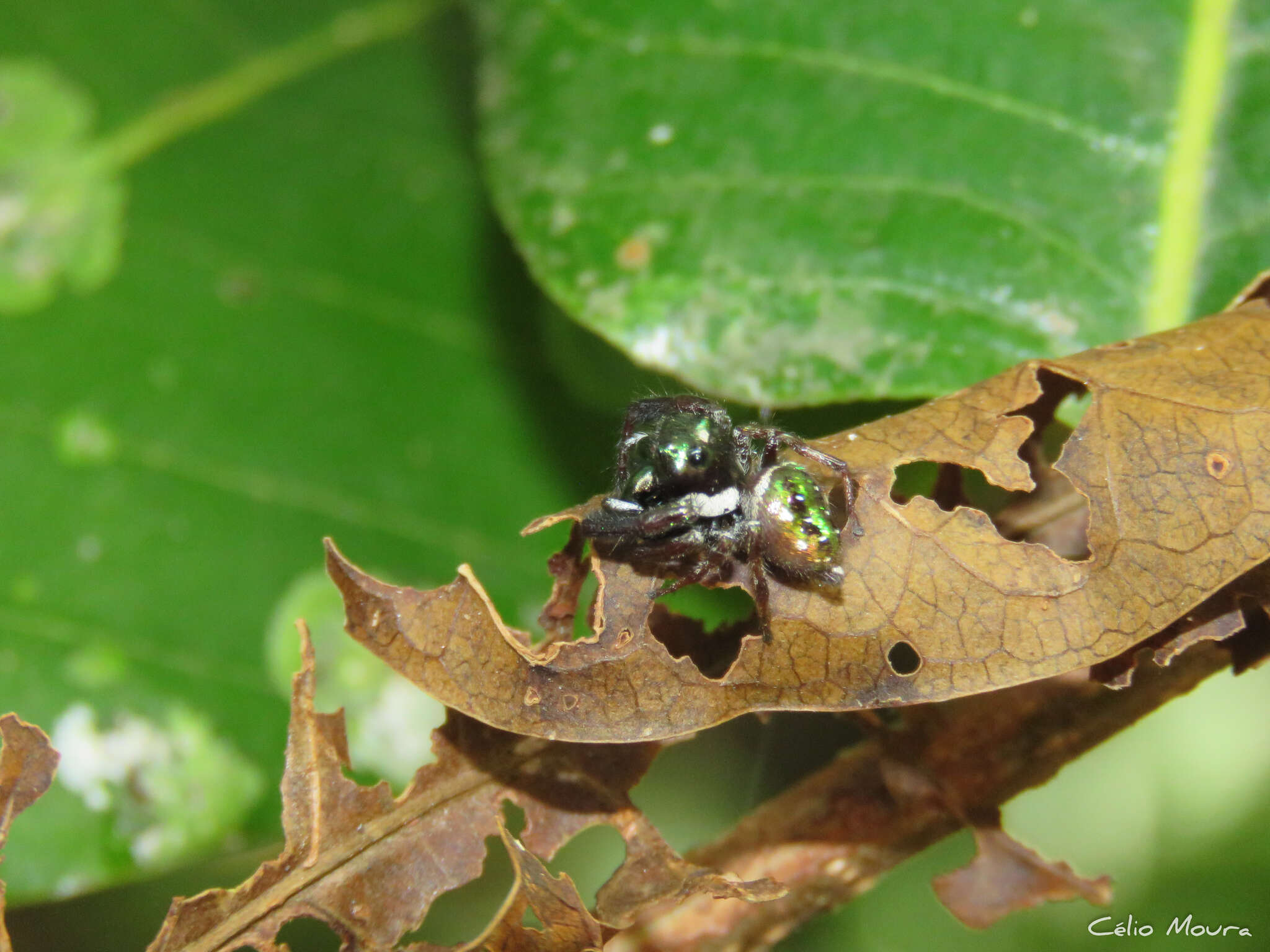 Image of Parnaenus cyanidens (C. L. Koch 1846)