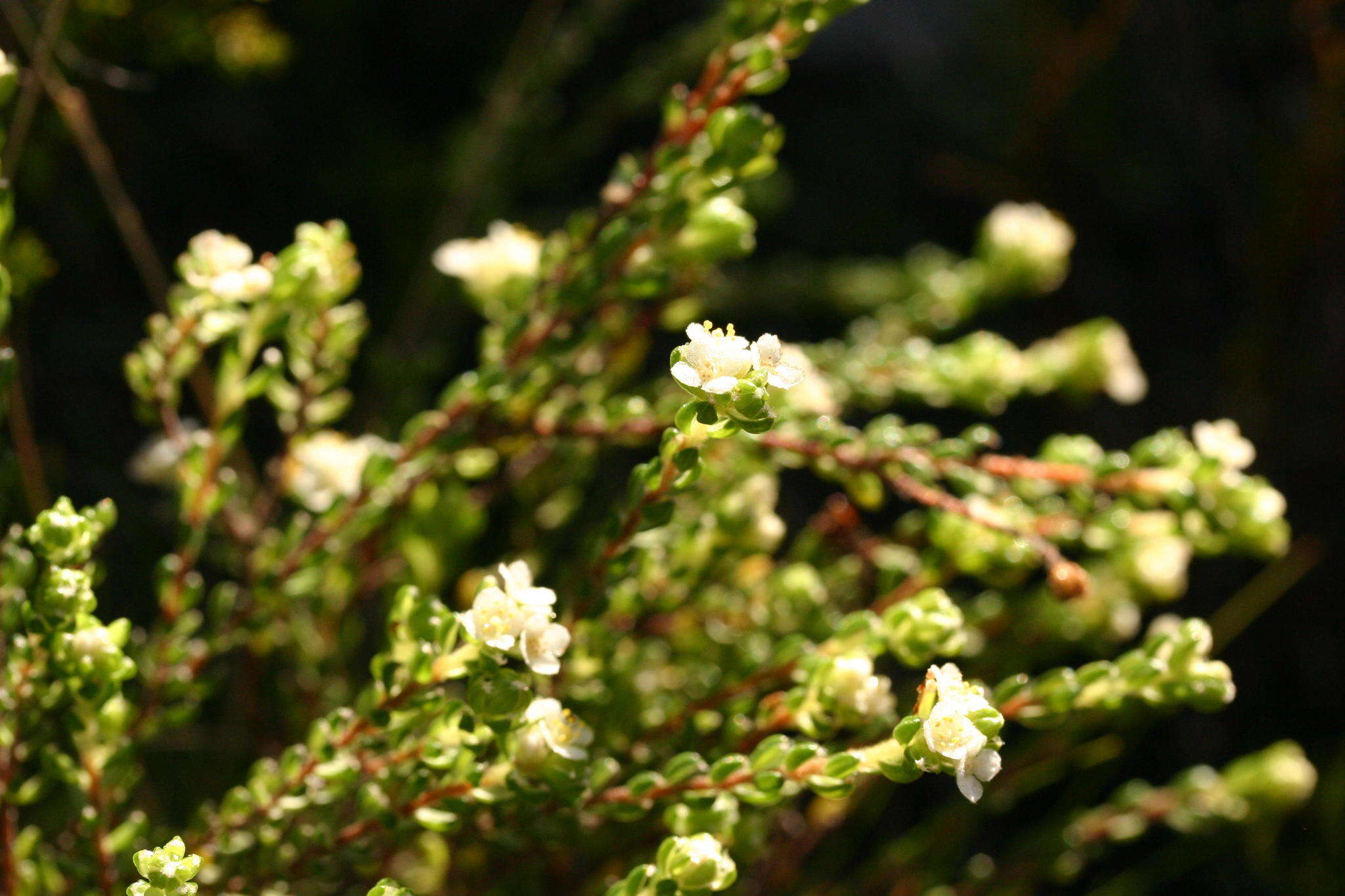 Image of Lachnaea ericoides Meissn.