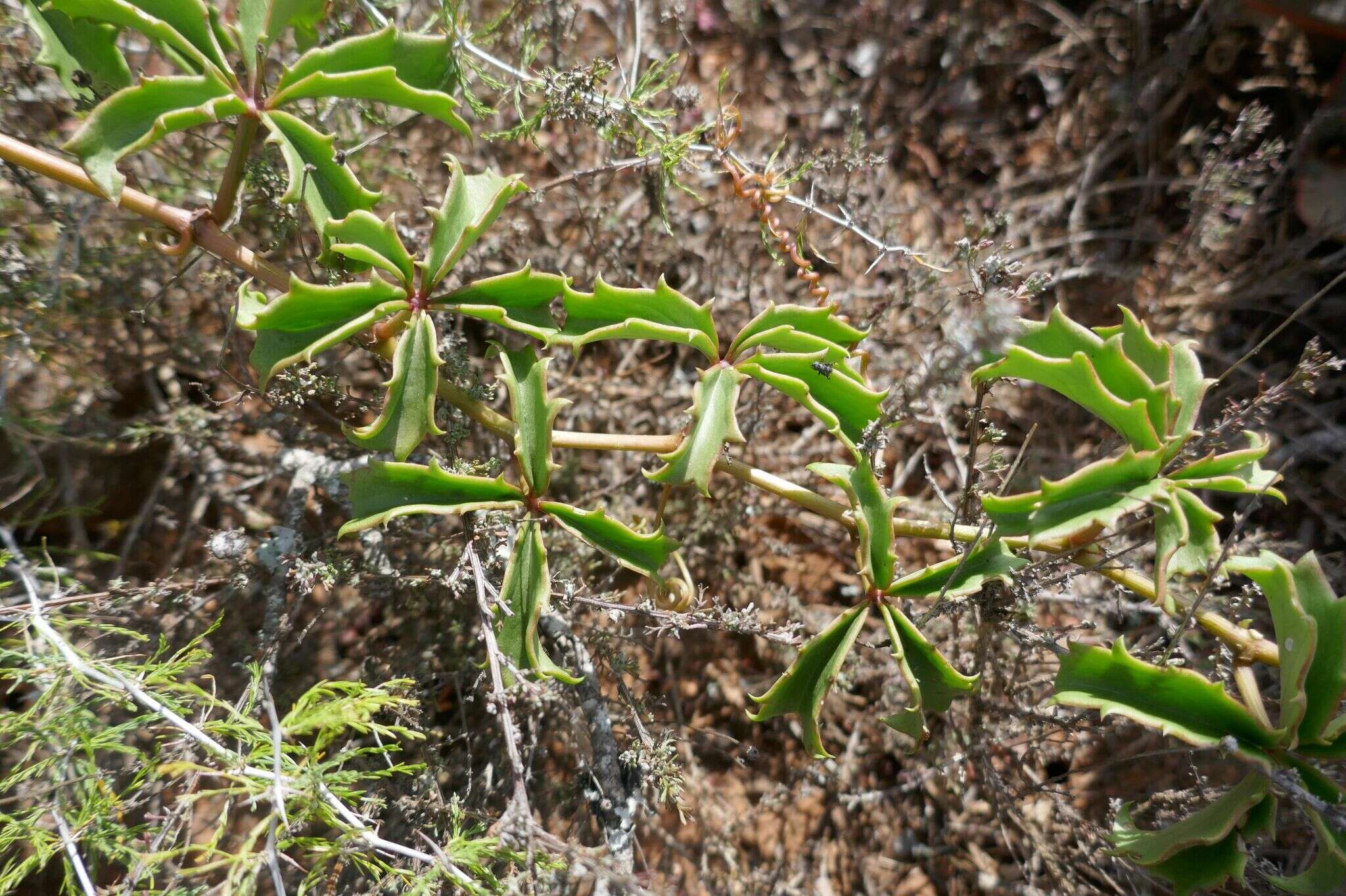 Image of Cyphostemma quinatum (Ait.) Descoings