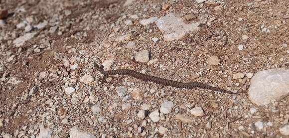 Sivun Vipera aspis francisciredi Laurenti 1768 kuva