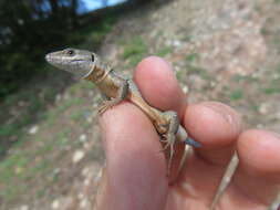 Image of Columbretes Wall Lizard