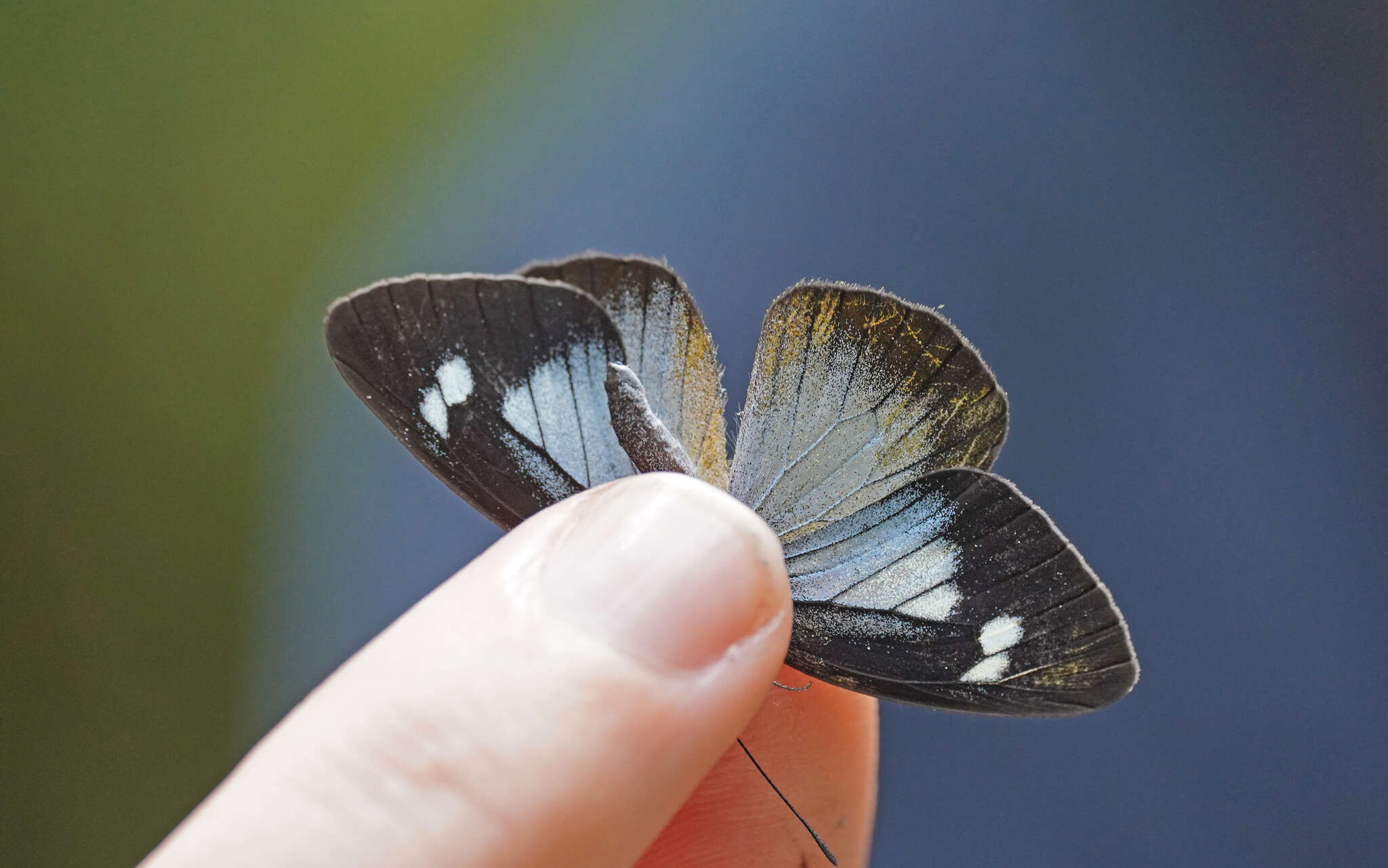 Image of Leptophobia caesia (Lucas 1852)