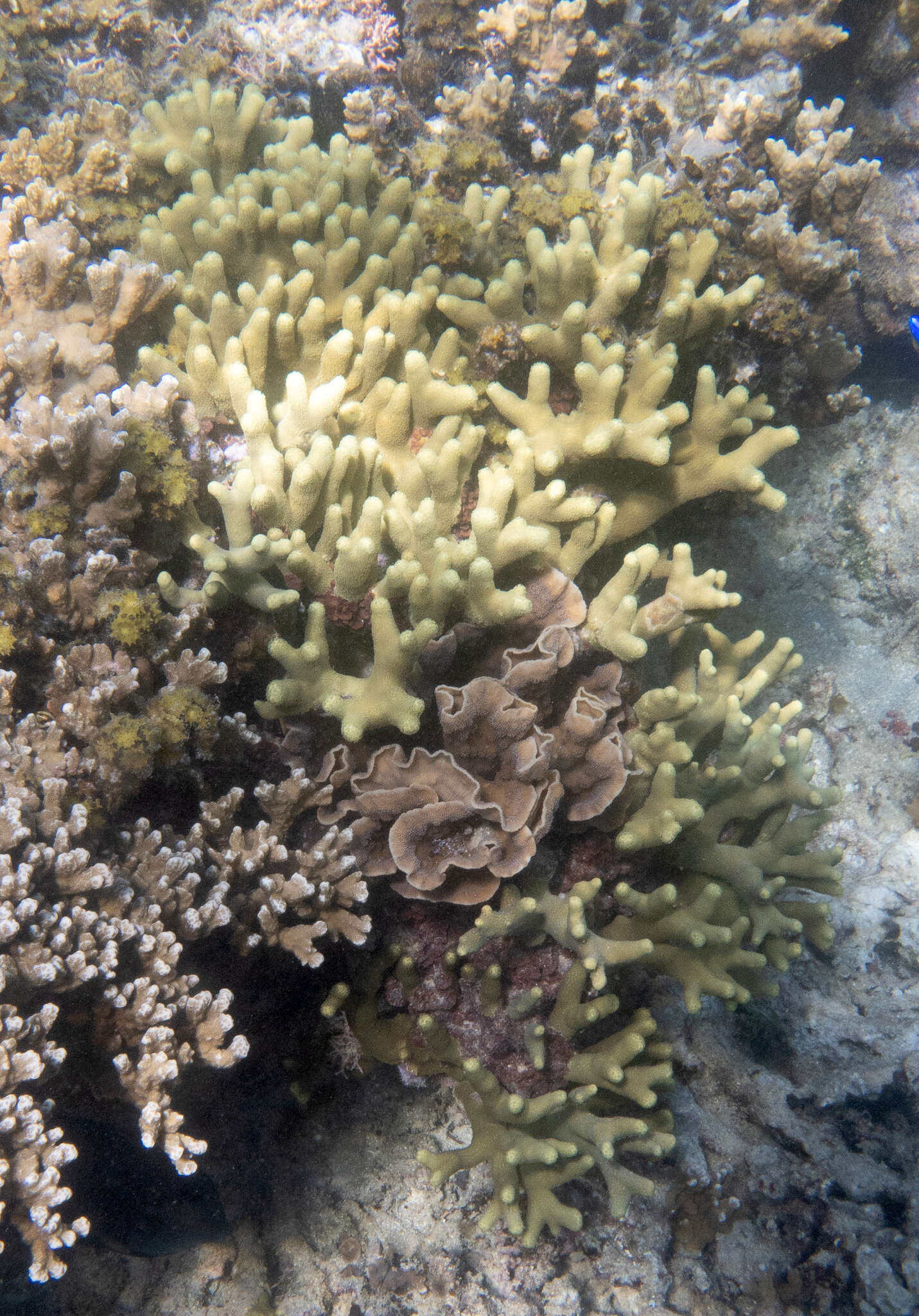 Image of Stony coral