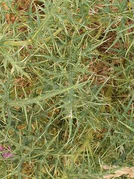 Image of Echinops bovei Boiss.