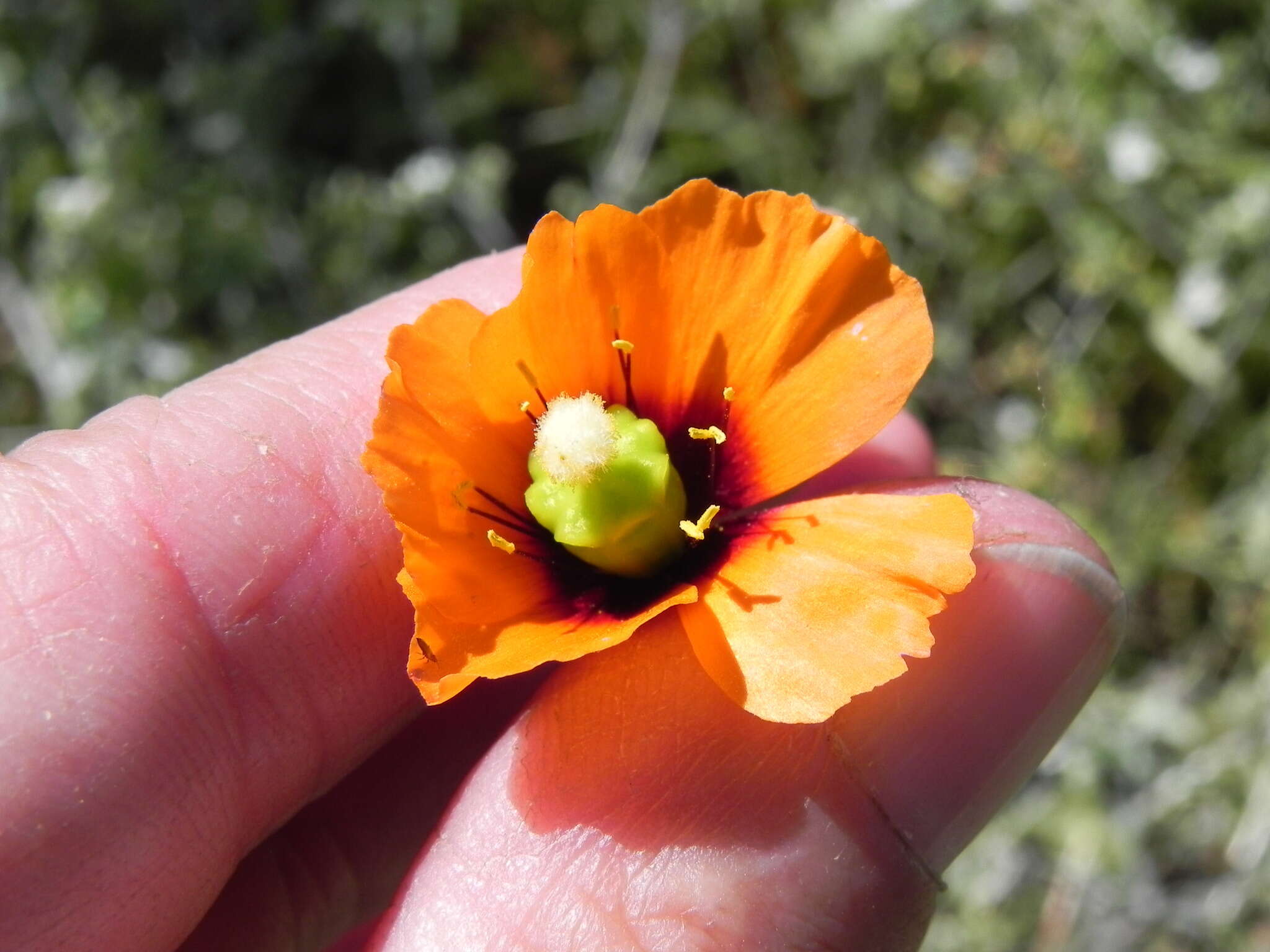 Image of windpoppy