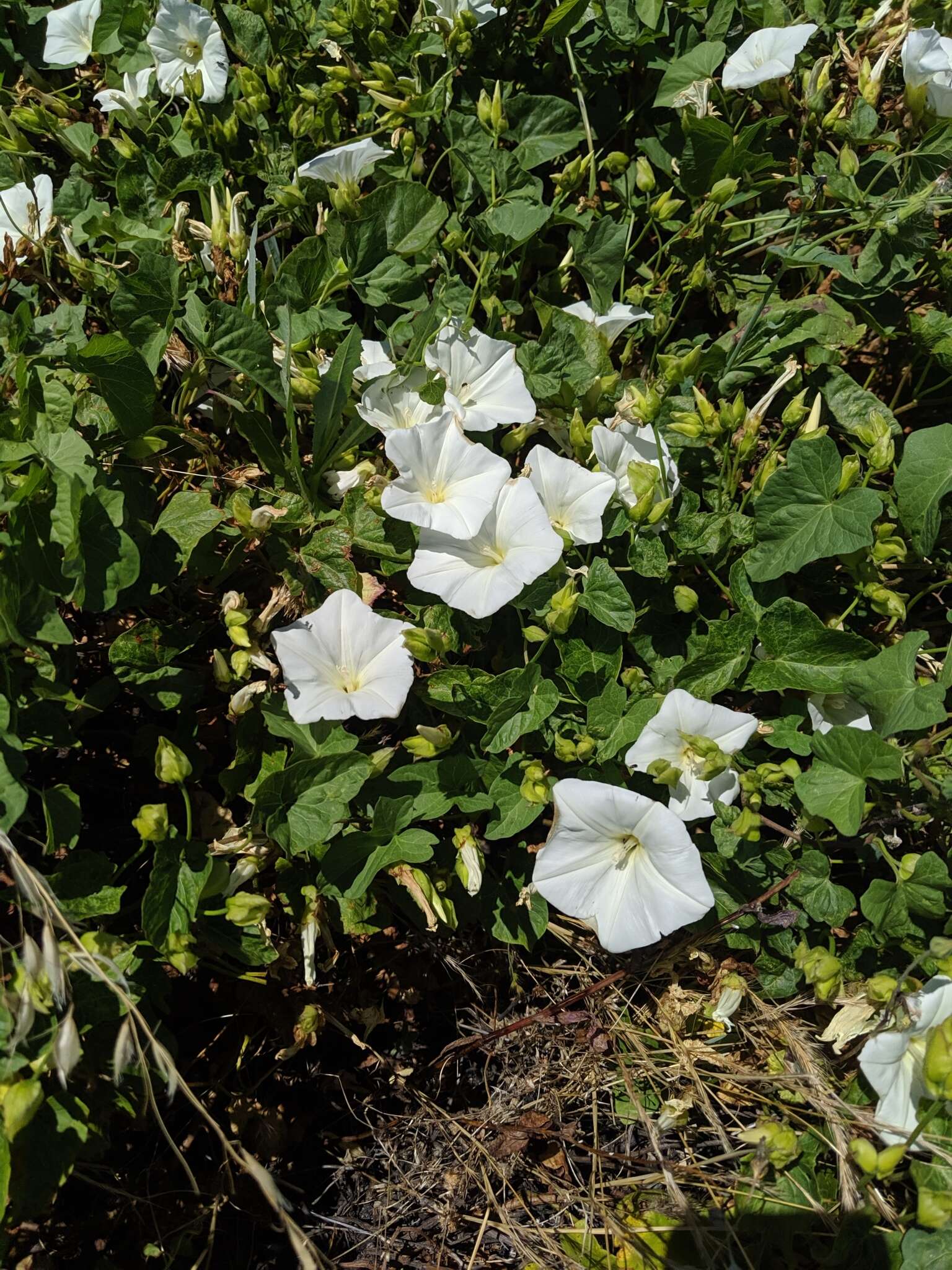 Image of island false bindweed