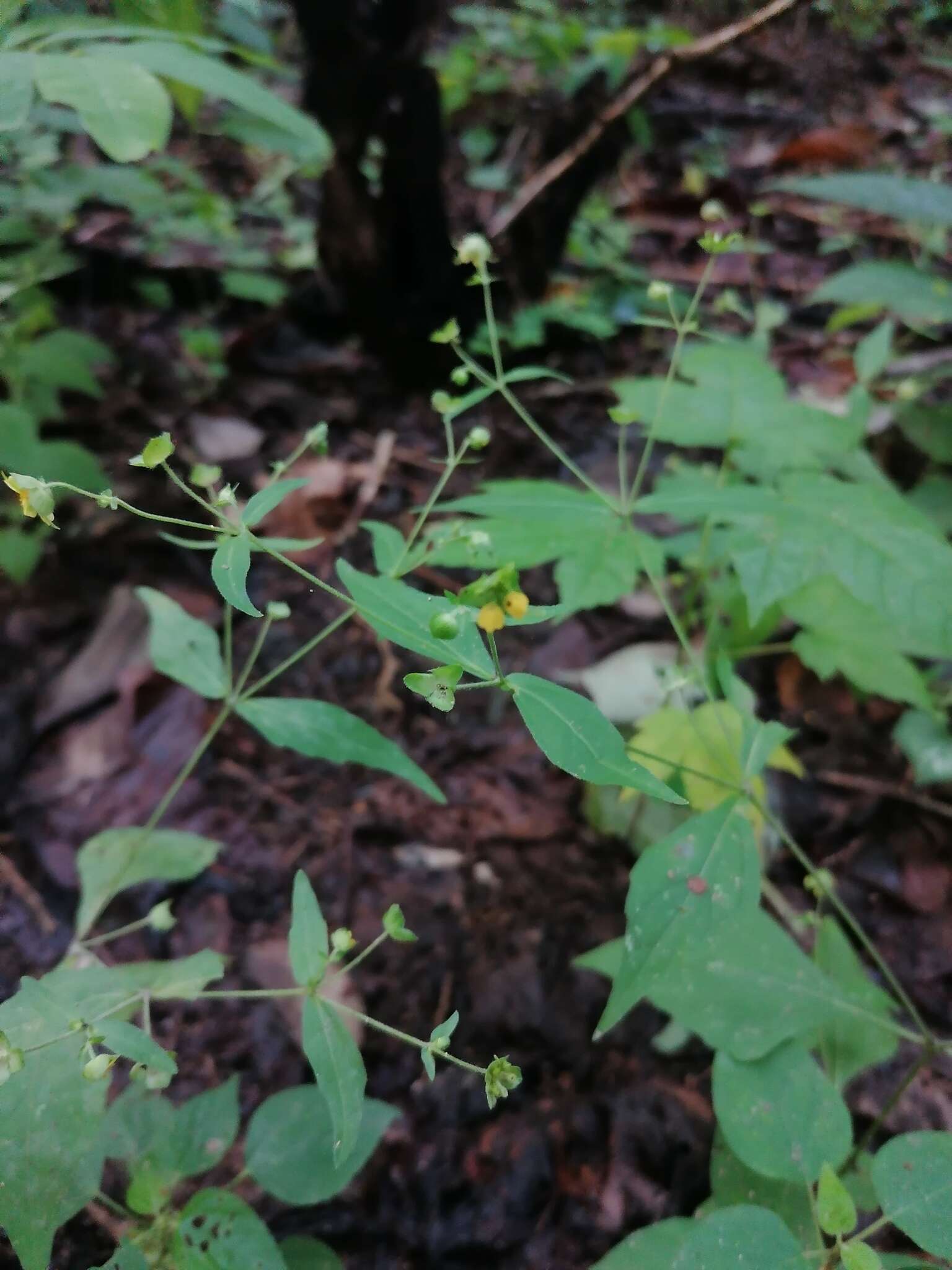 Image of Melampodium nutans Stuessy