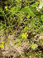 Image of Tolmie's owl's-clover