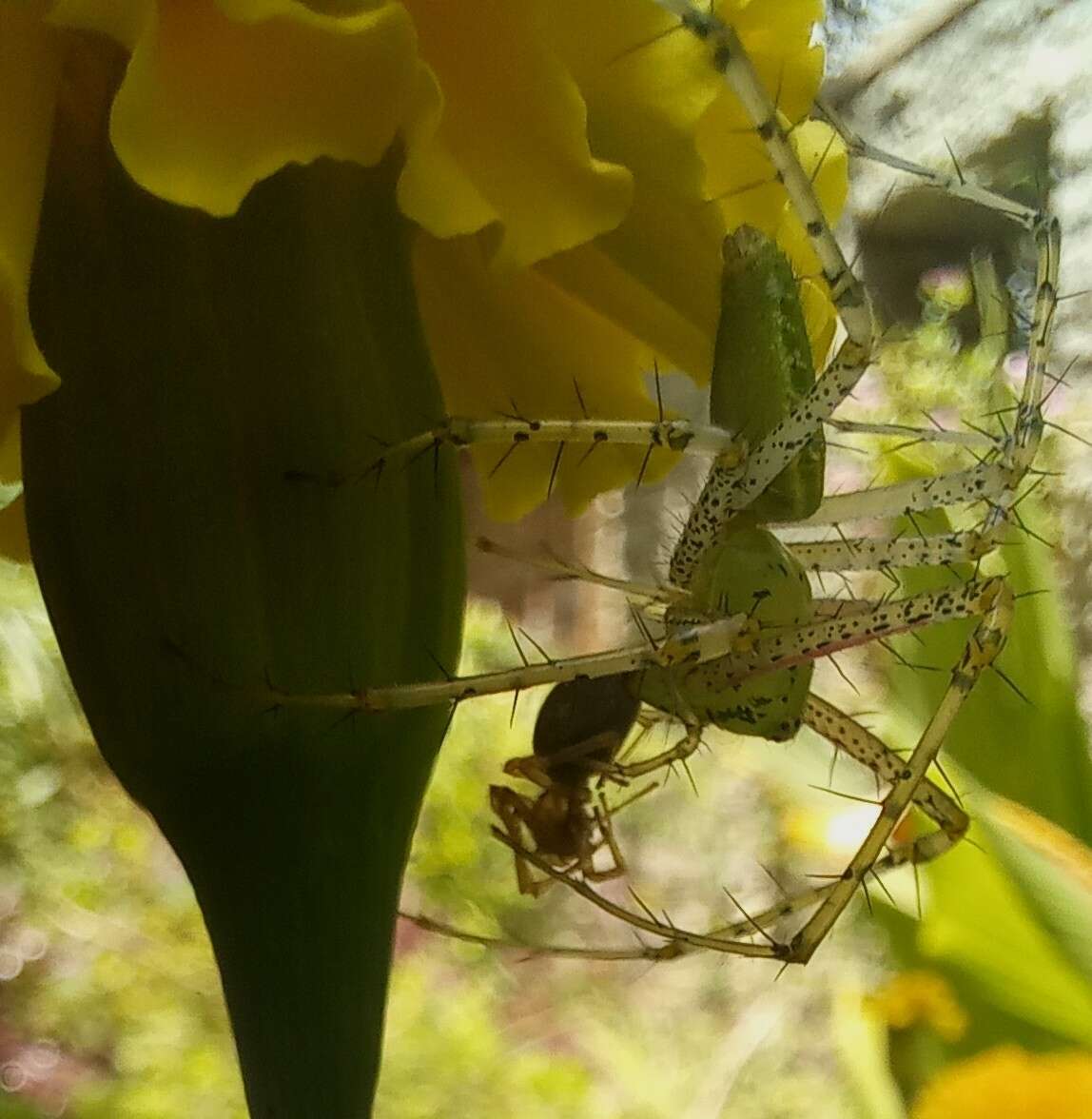 Image of Peucetia viridana (Stoliczka 1869)