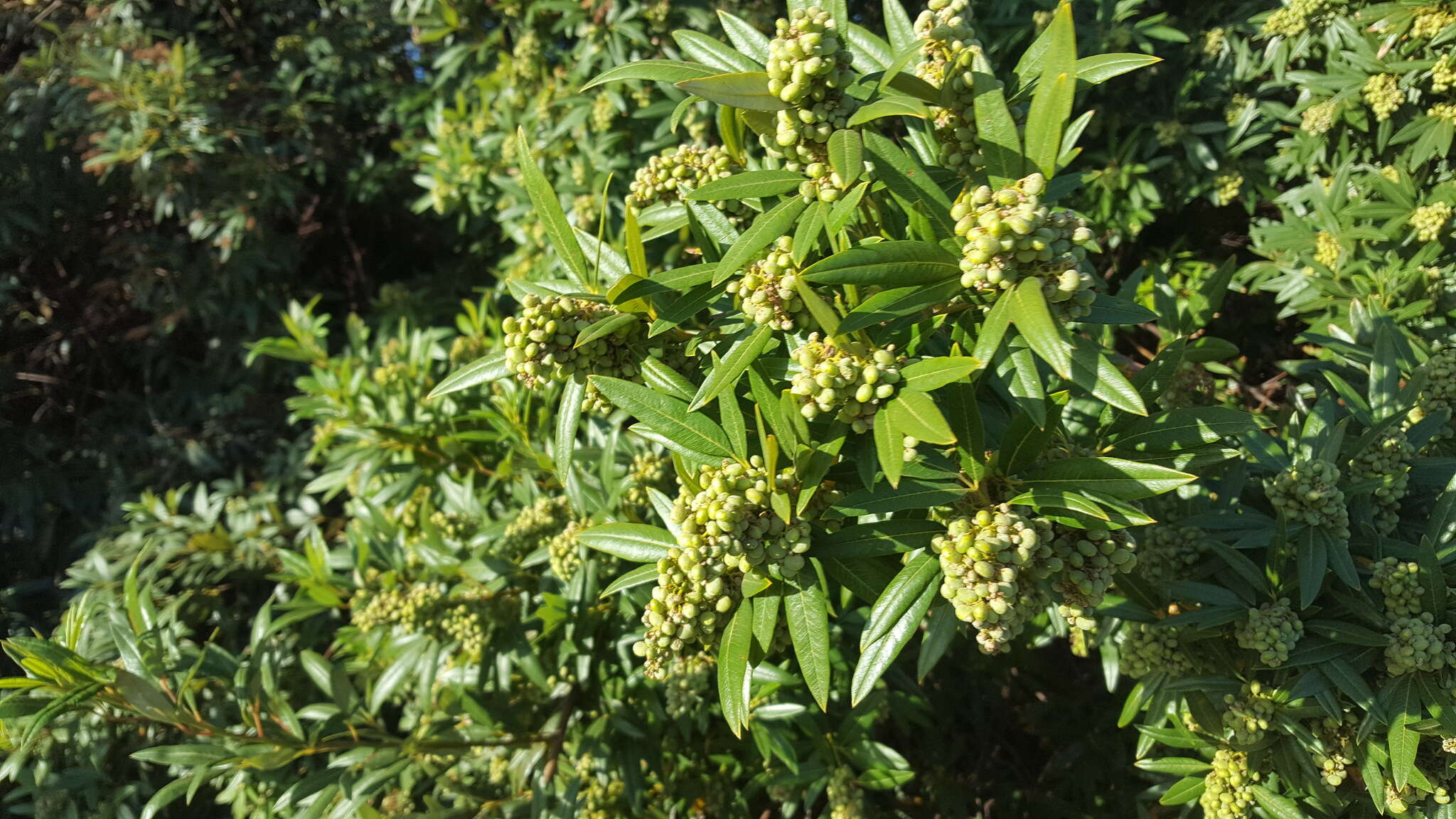 Слика од Searsia angustifolia (L.) F. A. Barkley