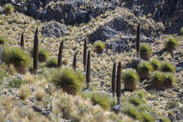 Image de Puya raimondii Harms