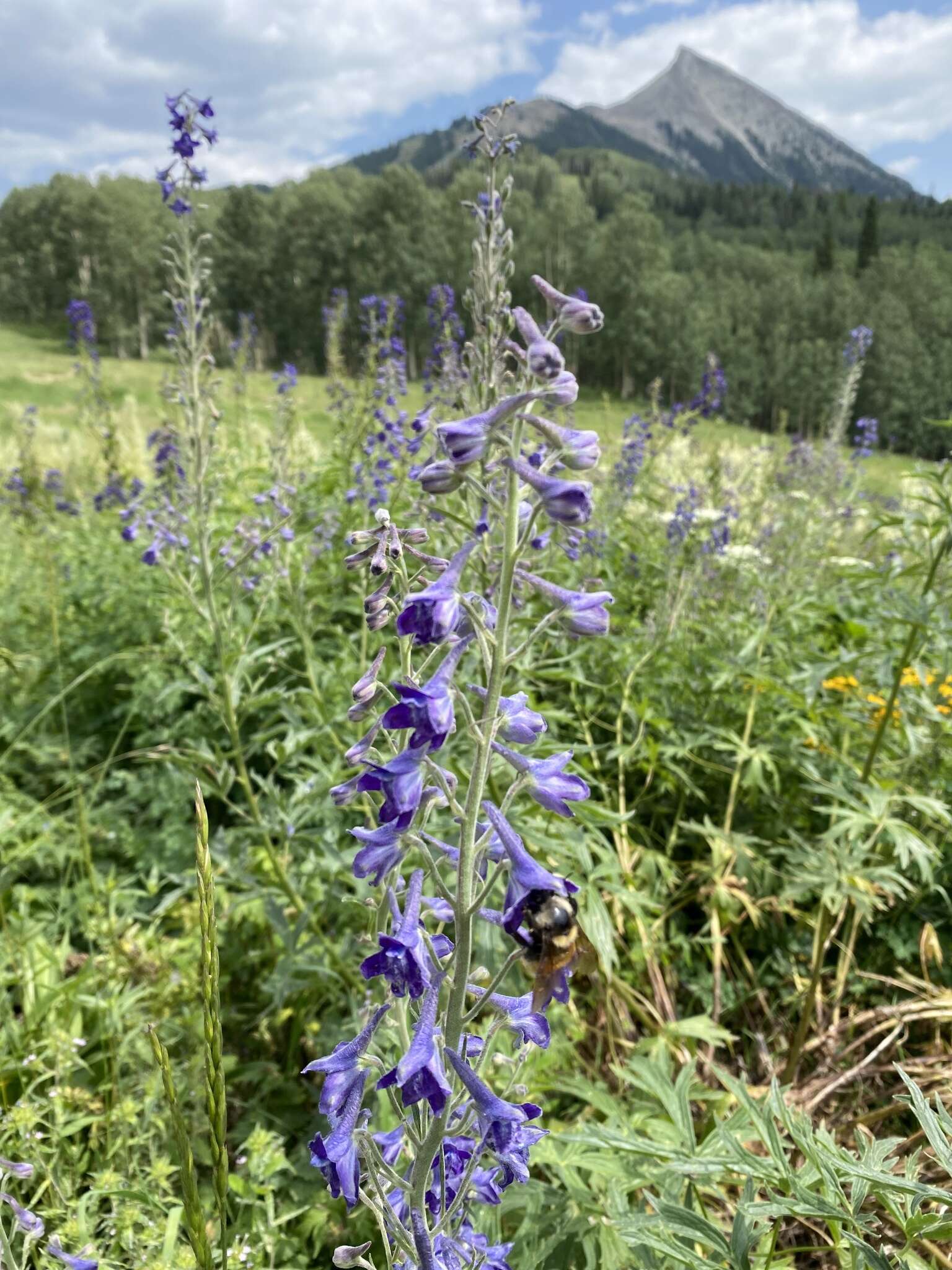 Imagem de Delphinium occidentale S. Wats. ex Coult.