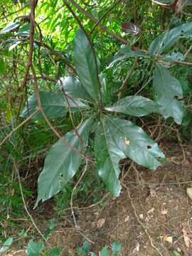 Image of Lindera megaphylla Hemsl.