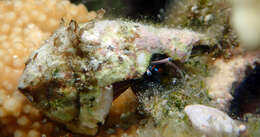 Image of green hermit crab