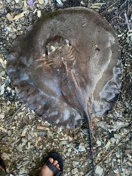 Image of Giant freshwater stingray