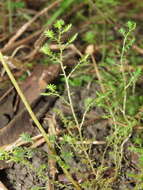 Image of Selaginella aristata Spring