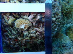 Image of Golfball coral