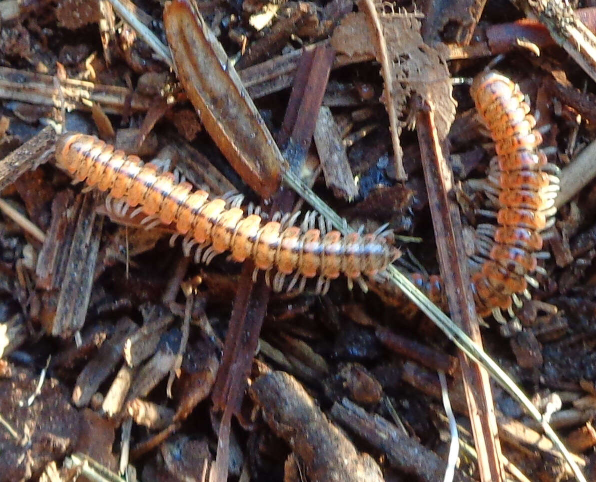 Image of Eurymerodesmus varius (McNeill 1887)