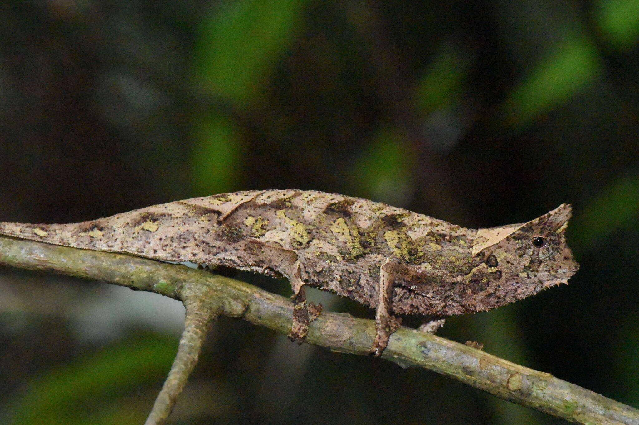 Image of Perinet Leaf Chameleon