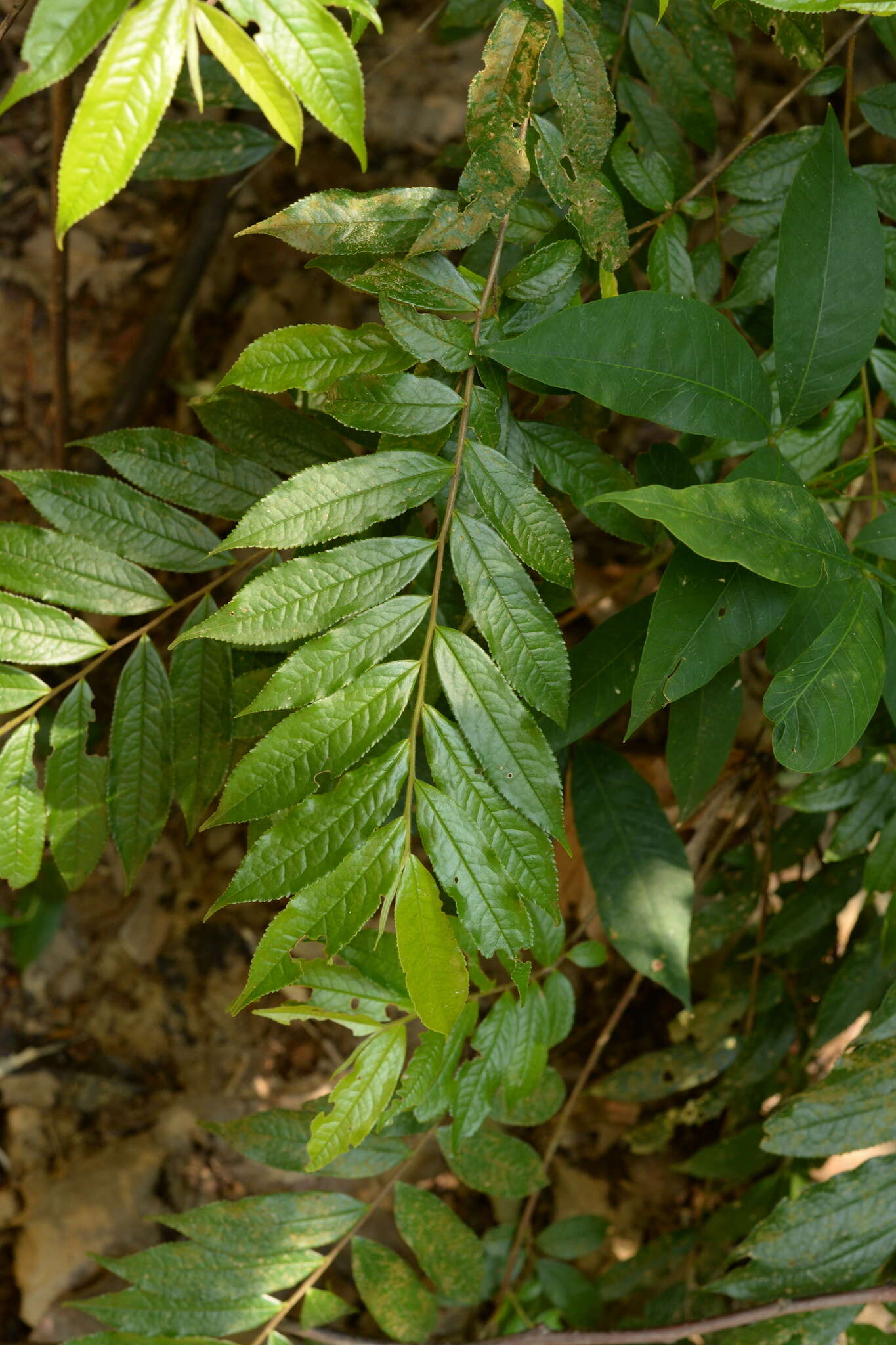 Image of Eurya acuminata DC.