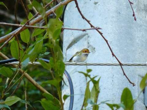 Image of Rufous-faced Warbler