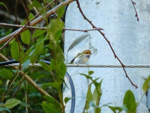 Image of Rufous-faced Warbler