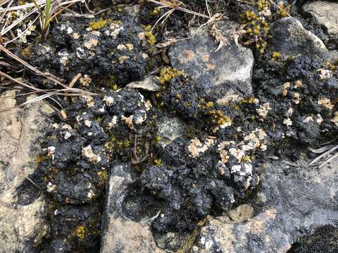 Image of fishscale lichen