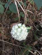 Petasites albus (L.) Gaertn.的圖片