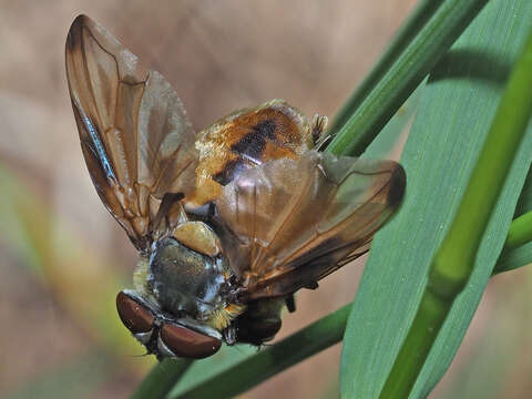 Image of Phasia hemiptera (Fabricius 1794)