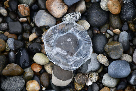 Image of crystal jelly