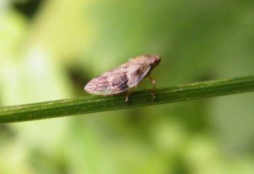 Image of European Alder Spittlebug