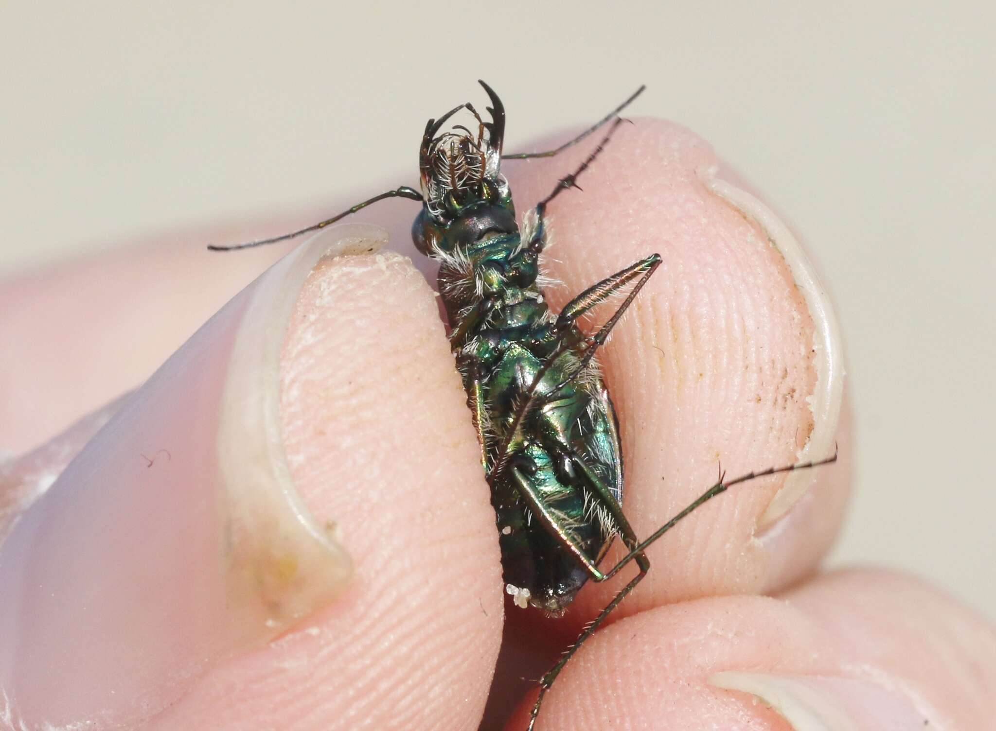 Image of Cicindela (Cicindela) hirticollis gravida Le Conte 1851