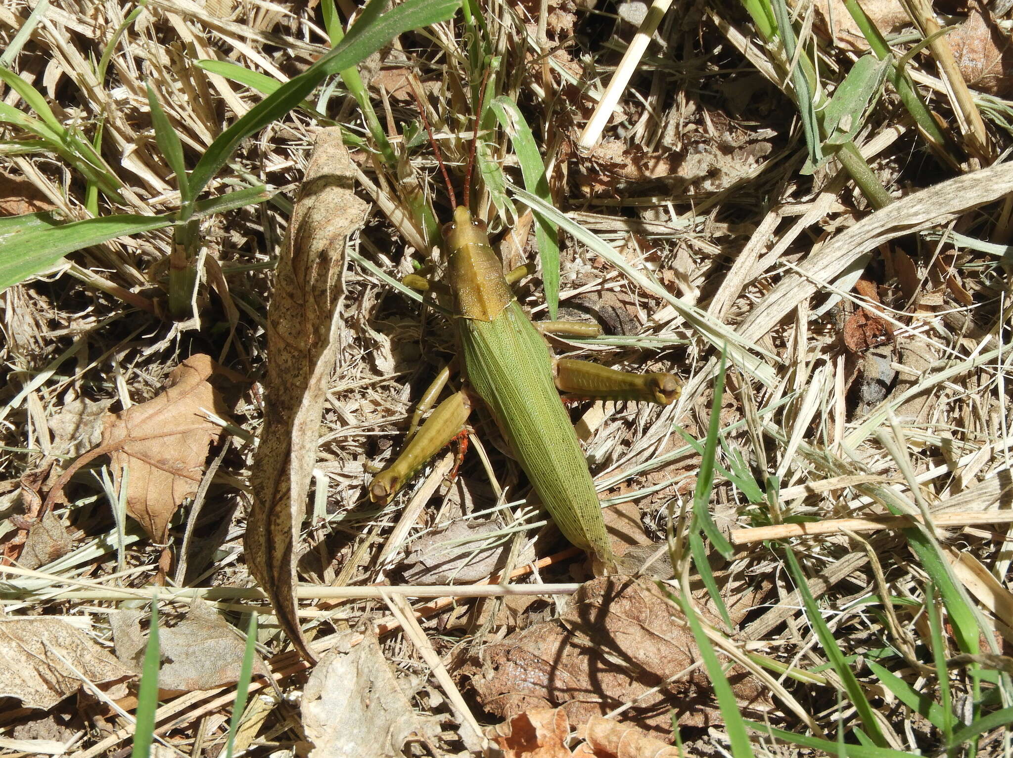 Image of Coryacris angustipennis (Bruner & L. 1900)