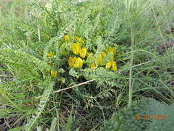 صورة Astragalus buchtormensis Pall.