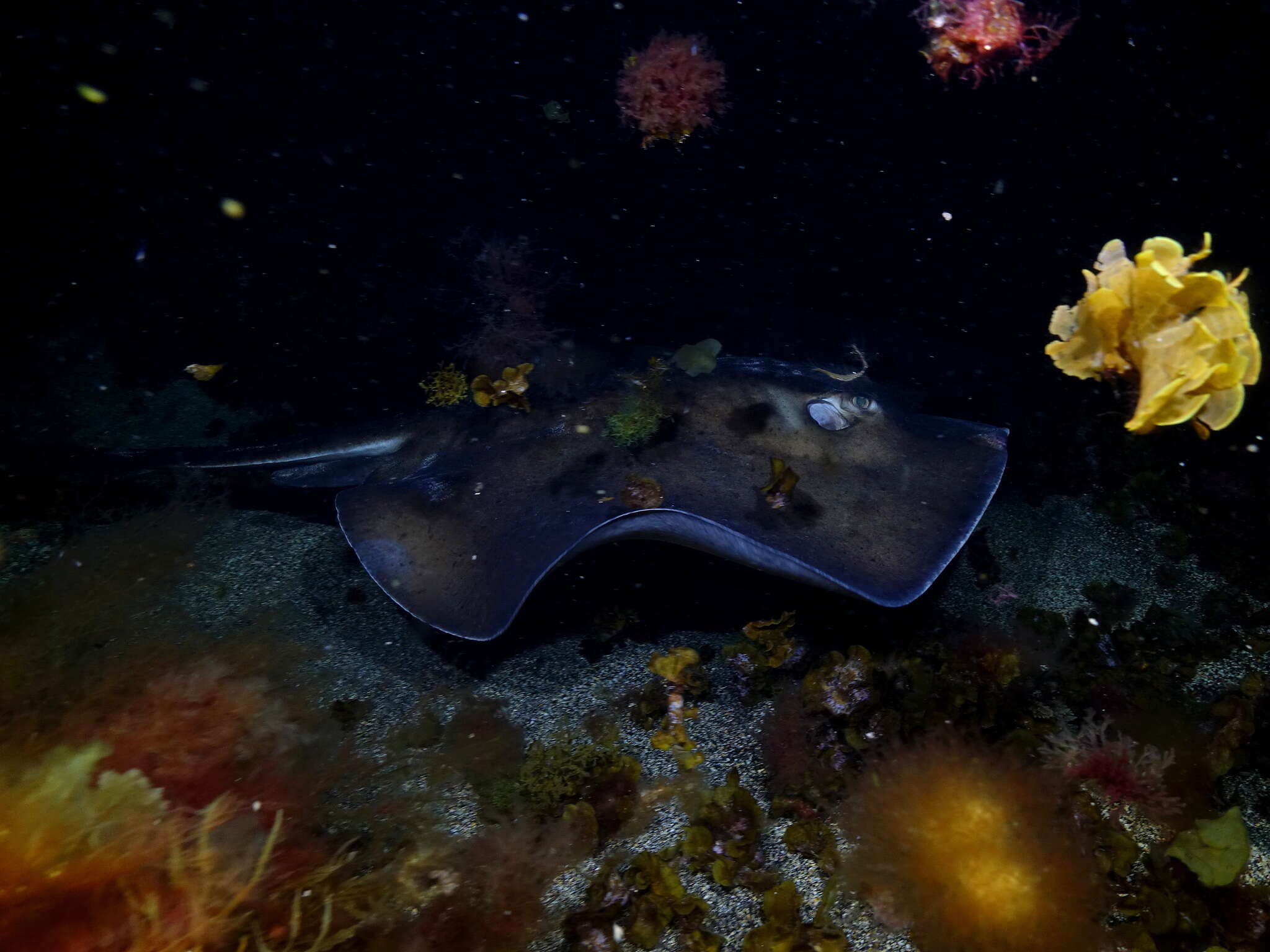 Image of round fantail stingray