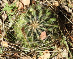 Image of <i>Hamatocactus setispinus</i>