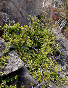 Image of Coprosma obconica Kirk