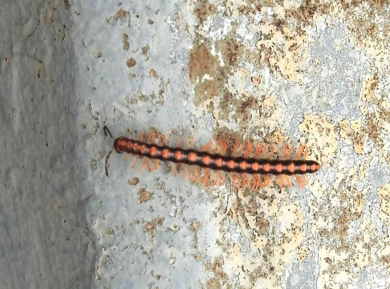 Image of Millipede